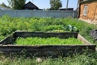 Жительнице Родинского района грозит уголовный срок за маковый цветник на огороде
