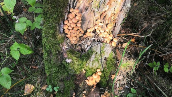 Крошки-опята и гигантский дождевик. Алтайские грибники показали леса в первые дни сентября