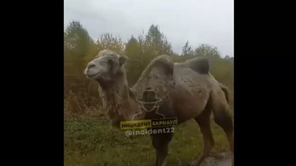 На алтайской дороге засняли гуляющего верблюда