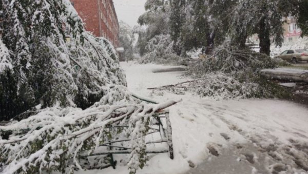 Сильный снегопад повалил сотни деревьев в Кемерове (фото и видео)
