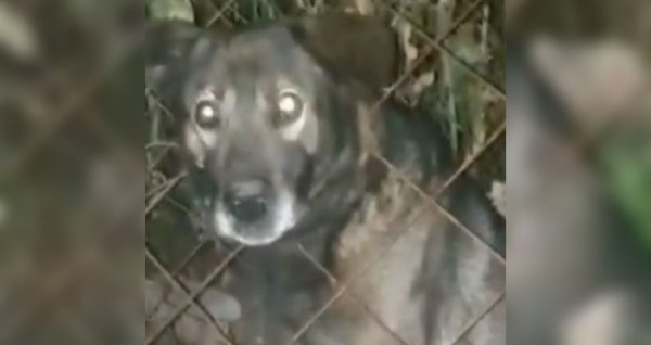 Человек собаке друг. Барнаульские спасатели освободили пса, застрявшего в сетке забора
