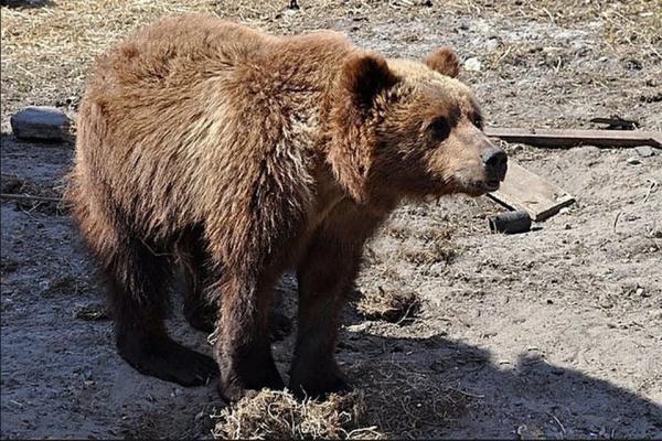 Первыми не нападают: на Алтае медведи стали выходить к людям