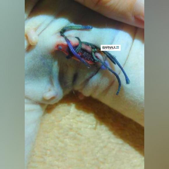 Стерилизация кошки, проведённая барнаульским ветеринаром, шокировала хозяйку