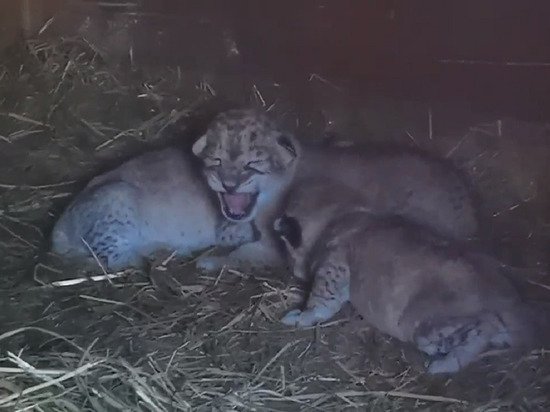 В барнаульском зоопарке родились львята