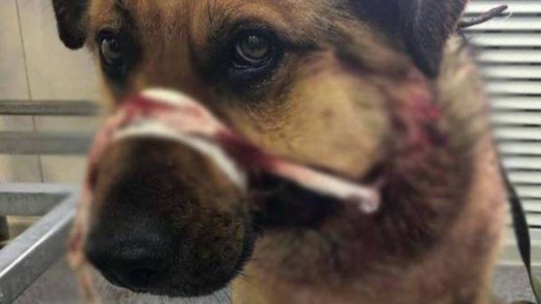 Россиянин украл дорогую собаку с цепи и съел её