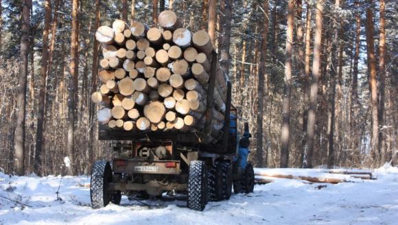Чиновники Барнаула в суде ответят за лесные рубки в районе улицы Кутузова