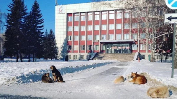 Алтайский омбудсмен — о QR-кодах, особых заключенных, гуманном отношении к собакам и черством — к людям