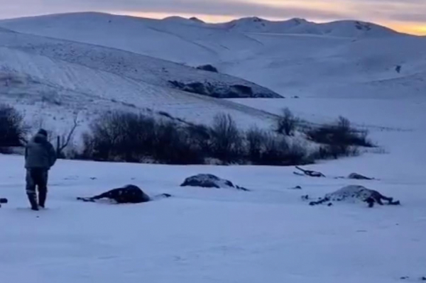 Правоохранители выдвинули три мотива убийства 53 лошадей в Алтайском крае