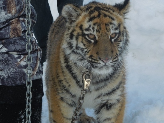 Тигров в барнаульском зоопарке поздравили с китайским Новым годом