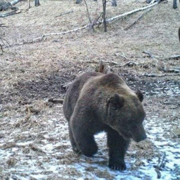 На Алтае проснулись медведи