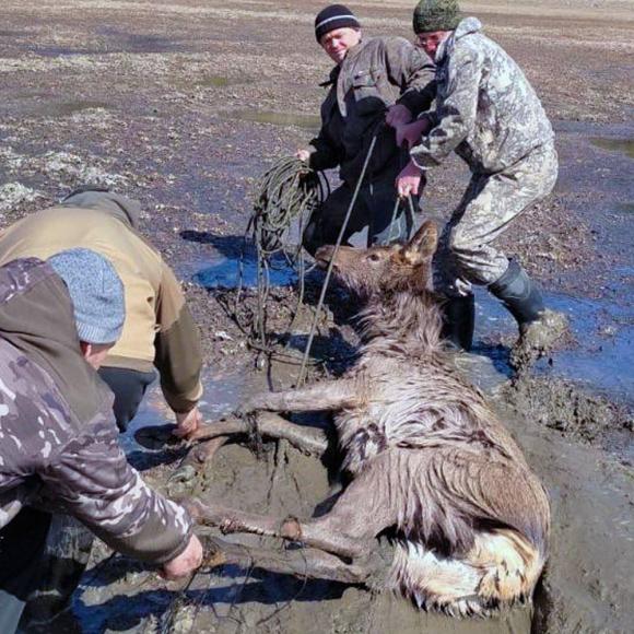 На Телецком озере спасли марала, который провалился под лед