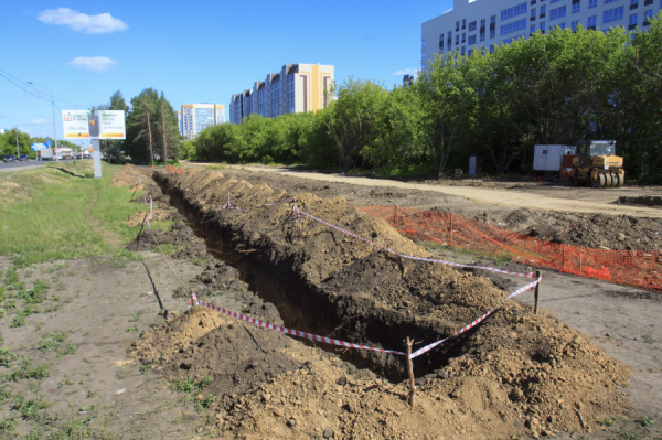 «Это же не секвойи». Почему Барнаулу без малого Павловского тракта обойтись нельзя, а без сосен и кленов — можно