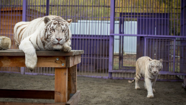 Первый белый тигренок родился в Барнаульском зоопарке