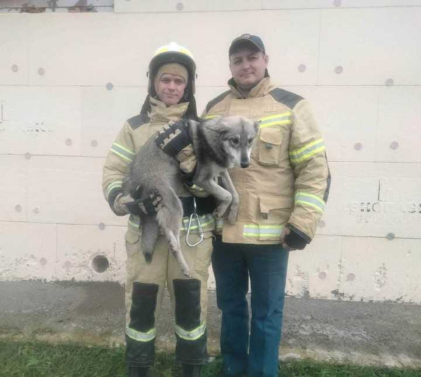 Алтайские пожарные спасли провалившегося в 12-метровую яму щенка