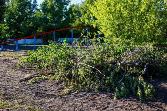 В парке "Лесная сказка" вырубят клены ради красивых и благородных видов деревьев