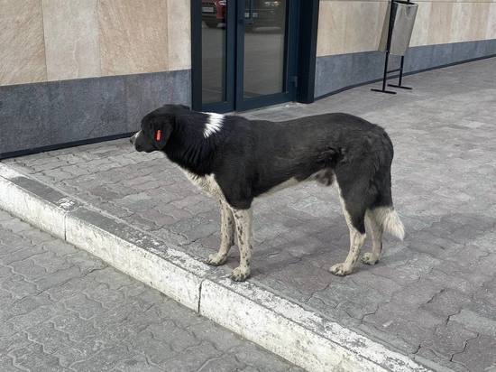 Бийчане пожаловались на стаю бездомных собак, разгуливающую по городу