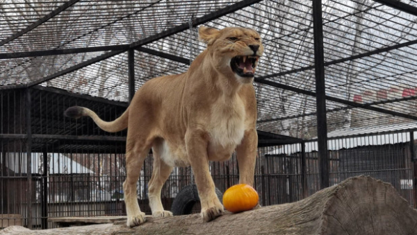 Львица Ая научилась жонглировать тыквой в барнаульском зоопарке