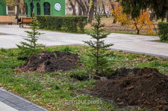 В Изумрудном парке высадили молодые елочки