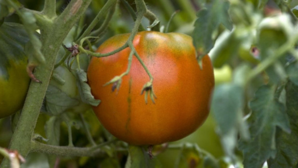 Битва за урожай: стало известно, как бороться с вершинной гнилью помидоров