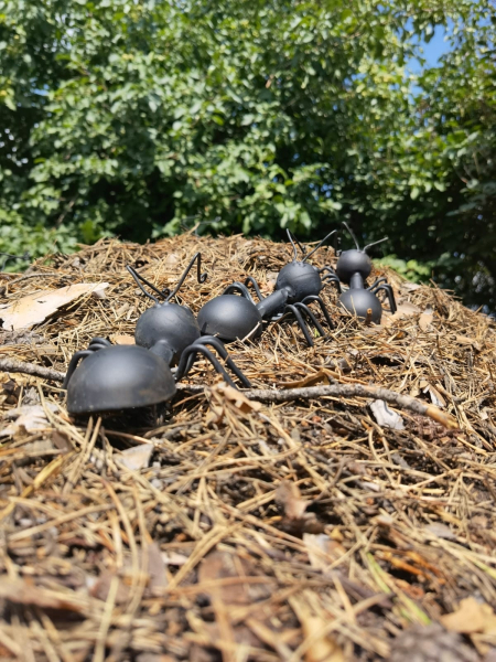 Гигантские муравьи поселились в барнаульском зоопарке