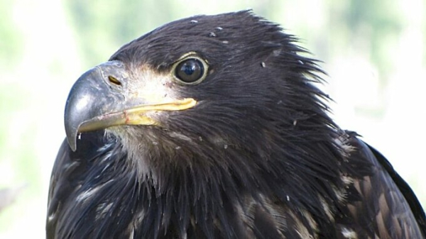 Хищные птицы съели редких черных аистят в алтайском Обском заказнике