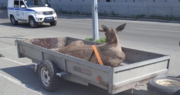 Лося, который гулял по барнаульским улицам, вернули домой в лес