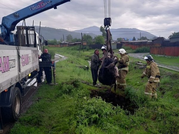 На Алтае спасли обессилевшую корову, которая упала в глубокую яму