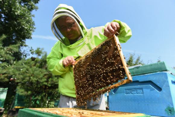 Пчеловодов Троицкого района предупреждают об обработке полей