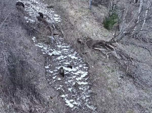 В Алтайском заповеднике засняли погоню медвежьей семьи за стадом кабанов