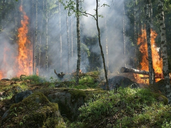 Высокая пожароопасность грозит Алтайскому краю