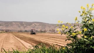 Засуха и аномальная жара уничтожила урожай в Алтайском крае