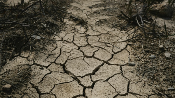 Засуха и аномальная жара уничтожила урожай в Алтайском крае