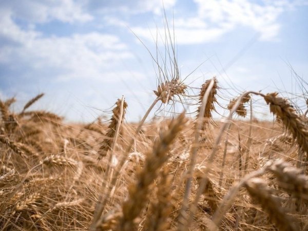 На Алтае собирают качественный урожай, несмотря на летнюю засуху