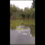 О массовой гибели рыбы в одном из озер сообщили в Алтайском крае