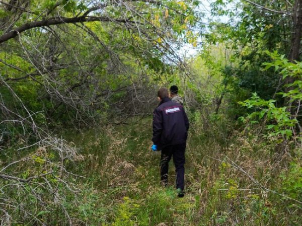 Труп мужчины нашли в лесопосадке в Камне-на-Оби