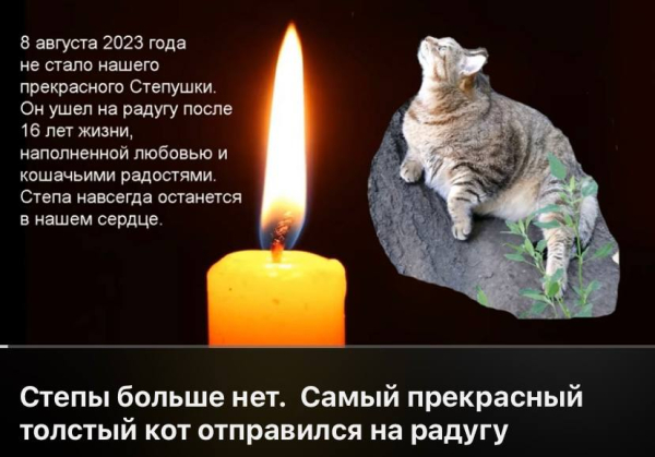 Умер самый толстый кот России Степан