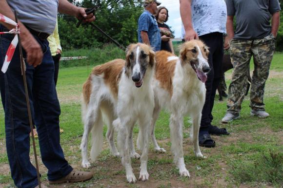 В Барнауле пройдет выставка собак охотничьих пород