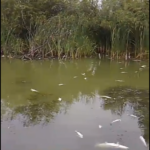 В озере Баевского района массово погибла рыба