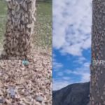 В Республике Алтай заметили нашествие мотыльков шелкопряда
