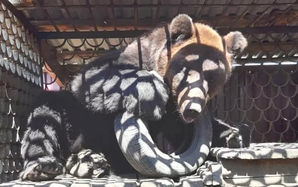 В Славгороде по требованию суда «расформировали» просуществовавший 24 года зоопарк