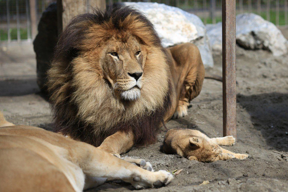 Всемирный день льва: Львы из Барнаула, львы в барнаульском зоопарке, барнаульский зоопарк