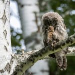 Забавными кадрами юных совиных поделился алтайский фотограф