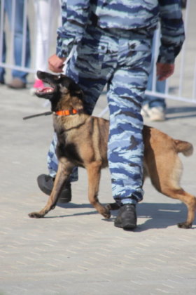 ФОТОБАНК. Люди и собаки: как в Новосибирске отметили 100-летие ППС?