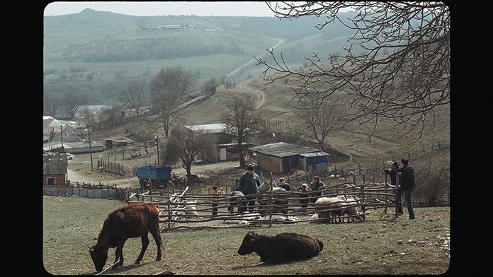 «Клетка ищет птицу» и «Анатомия падения» — кино на взлете в Новосибирске