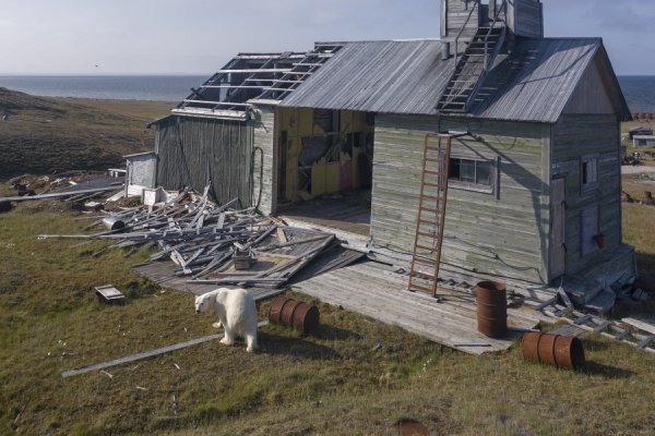 Дикие кадры. Алтайский фотограф показал улыбку кита, драку бегемотов и собрался к пингвинам