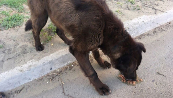 Друг и враг. Алтайский биолог Сергей Снигирев рассказал, почему бездомные собаки опасны, а приюты бесполезны